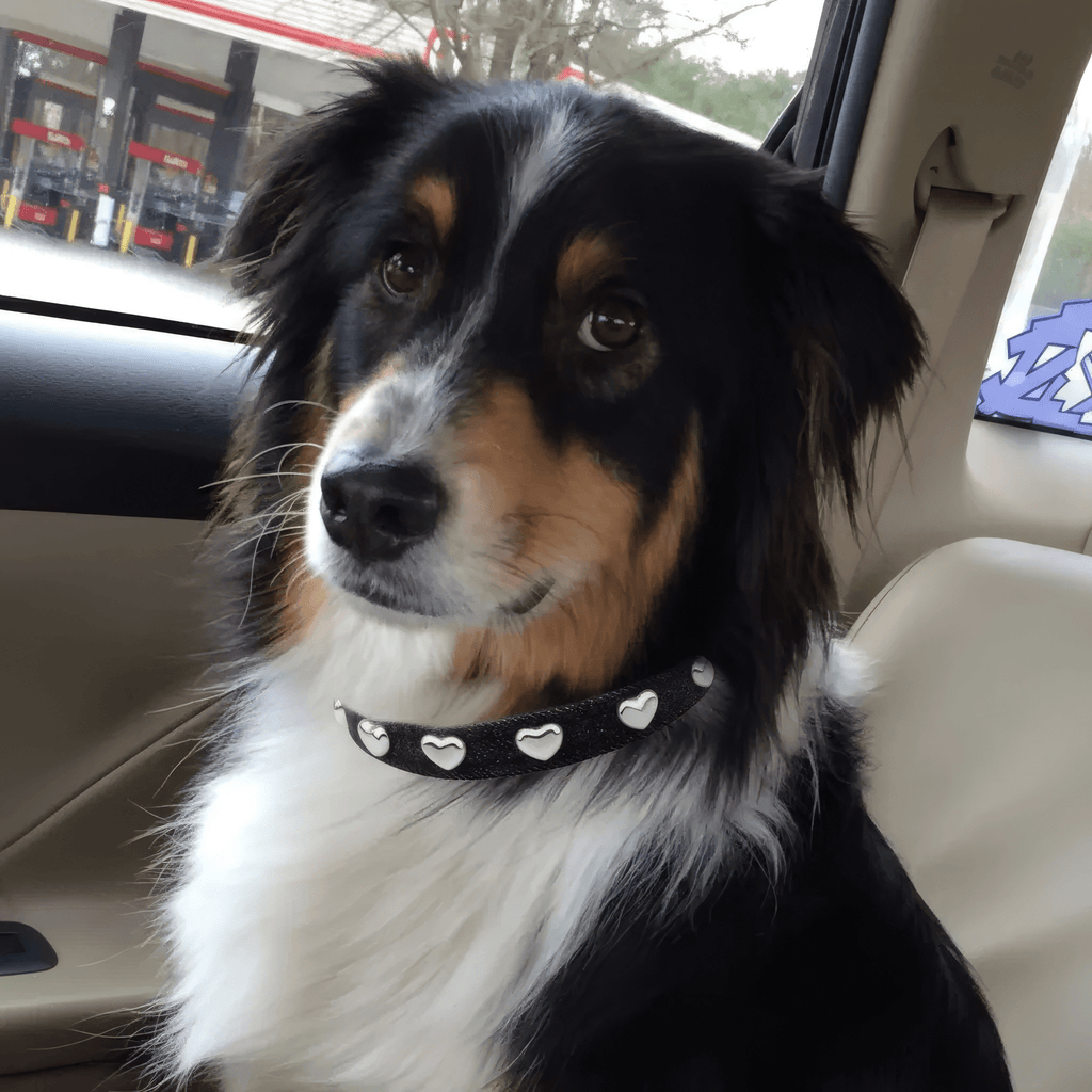 Lovefool Nero Denim Köpek Tasması 🖤 - Mon A PawKöpek Boyun Tasması