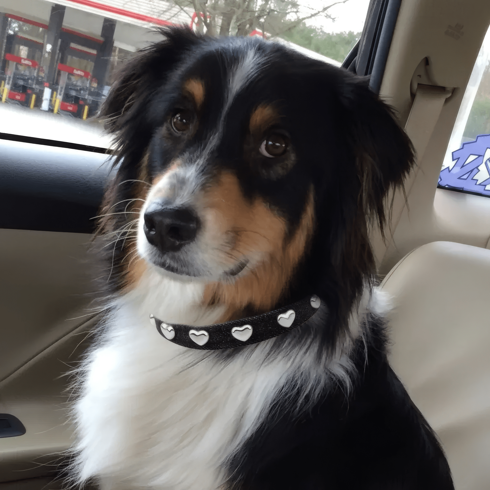 Lovefool Nero Denim Köpek Tasması 🖤 - Mon A PawKöpek Boyun Tasması