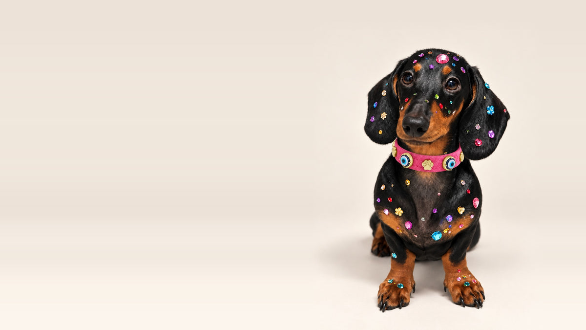 Nazarlık tasması takmış, taşlarla süslü siyah tarçın dachshund