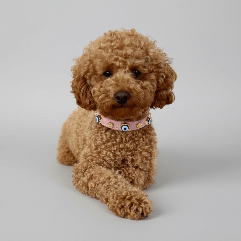 Nazarlıklı Boyun Tasması | Toz Pembe 🩷 - Mon A Paw