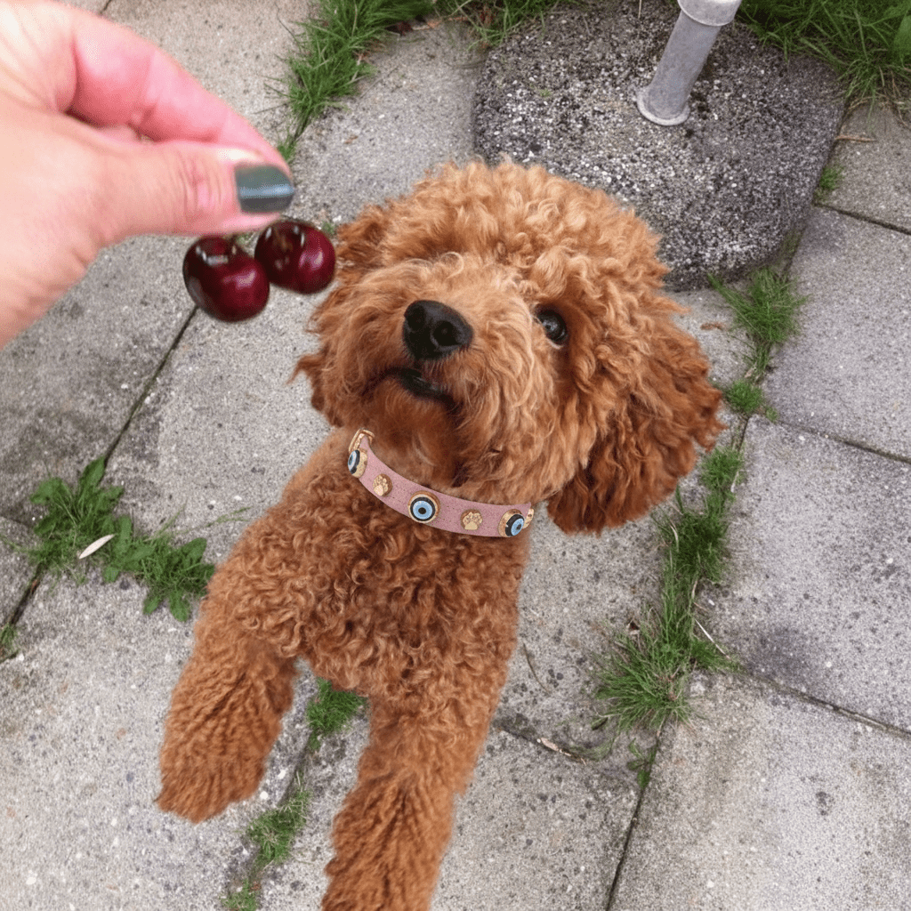 Nazarlıklı Boyun Tasması | Toz Pembe 🩷 - Mon A Paw