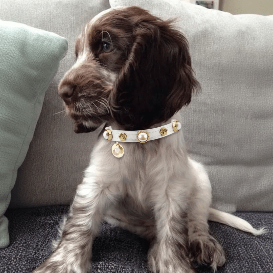 Shelly incili Köpek Tasması - Krem 🦢 - Mon A Paw