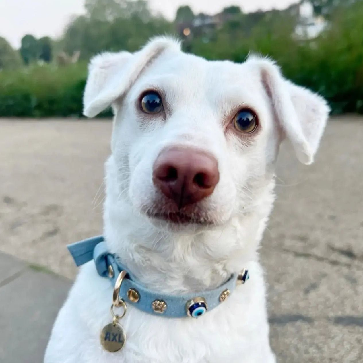 Nazarlıklı Boyun Tasması | Mavi🪬